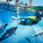 Experience Magic – Swim with Dolphins at Atlantis Waterpark