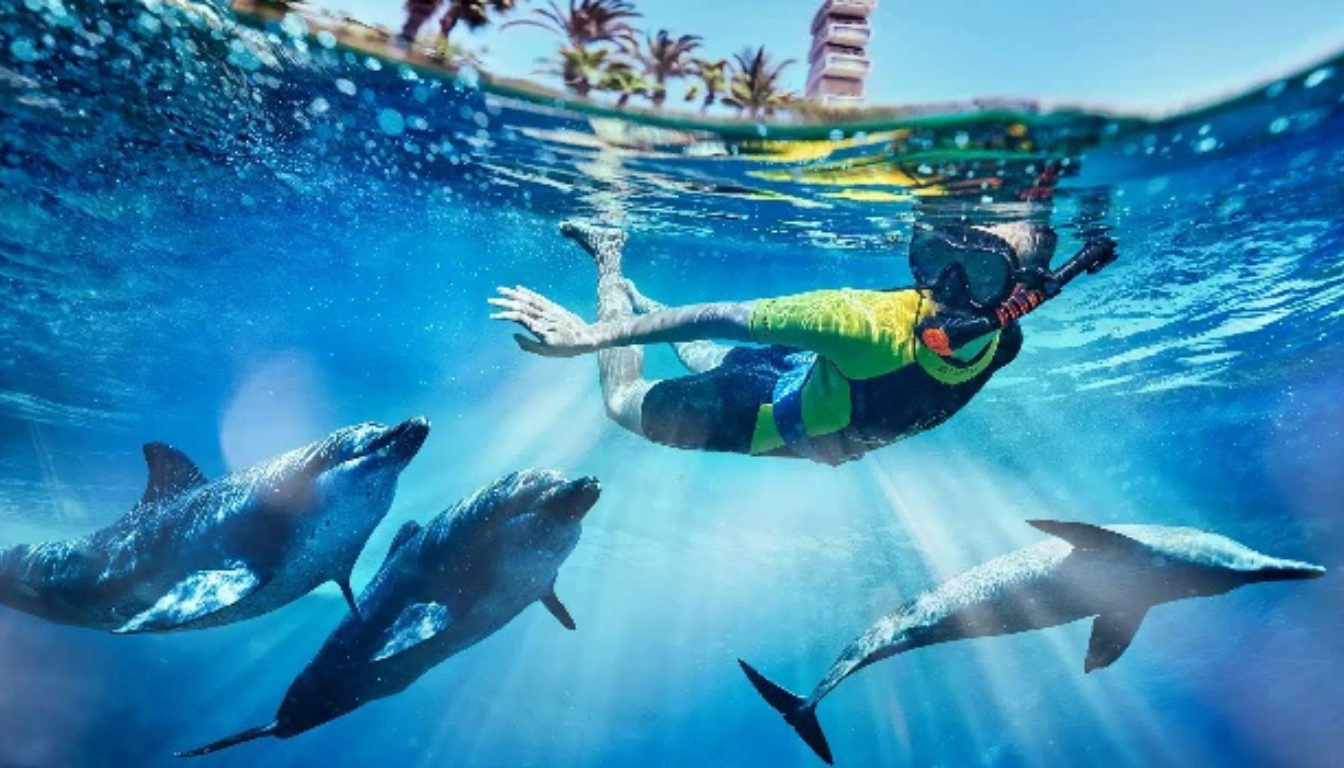 You are currently viewing Experience Magic – Swim with Dolphins at Atlantis Waterpark