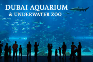 Read more about the article Aquarium and Underwater Zoo Experience – What not to miss?